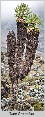 Giant Groundsel