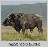 ngorongoro-buffalo